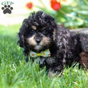 Brody, Cavapoo Puppy